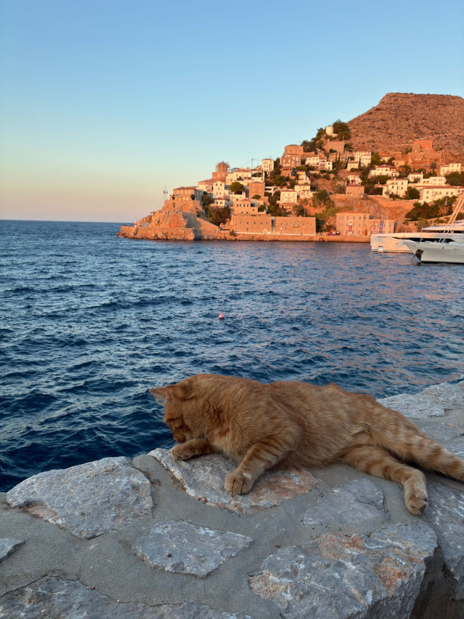 A ginger cat stretched out on the harbour wall with Hydra Town glowing in the evening sun