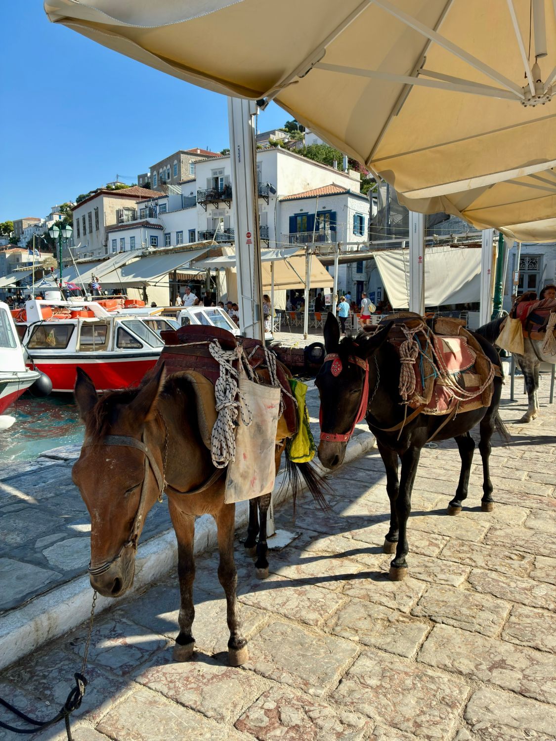 Two saddled donkeys waiting on the harbourfront in Hydra, with water taxis and white houses behind